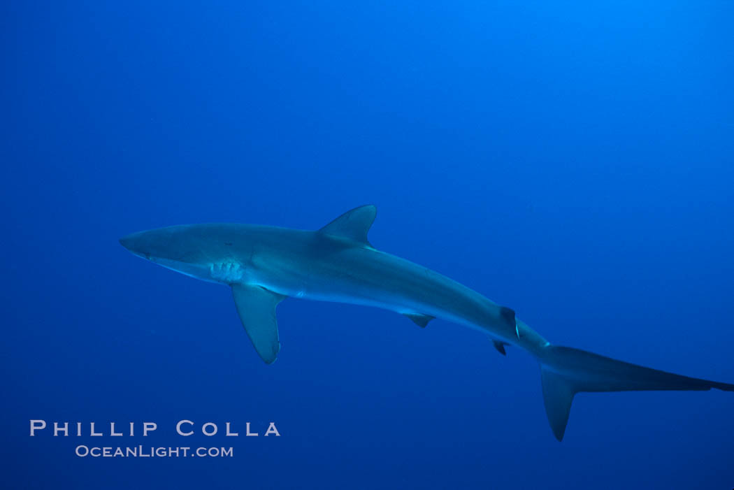 Silky shark. Socorro Island (Islas Revillagigedos), Baja California, Mexico, Carcharhinus falciformis, natural history stock photograph, photo id 06109