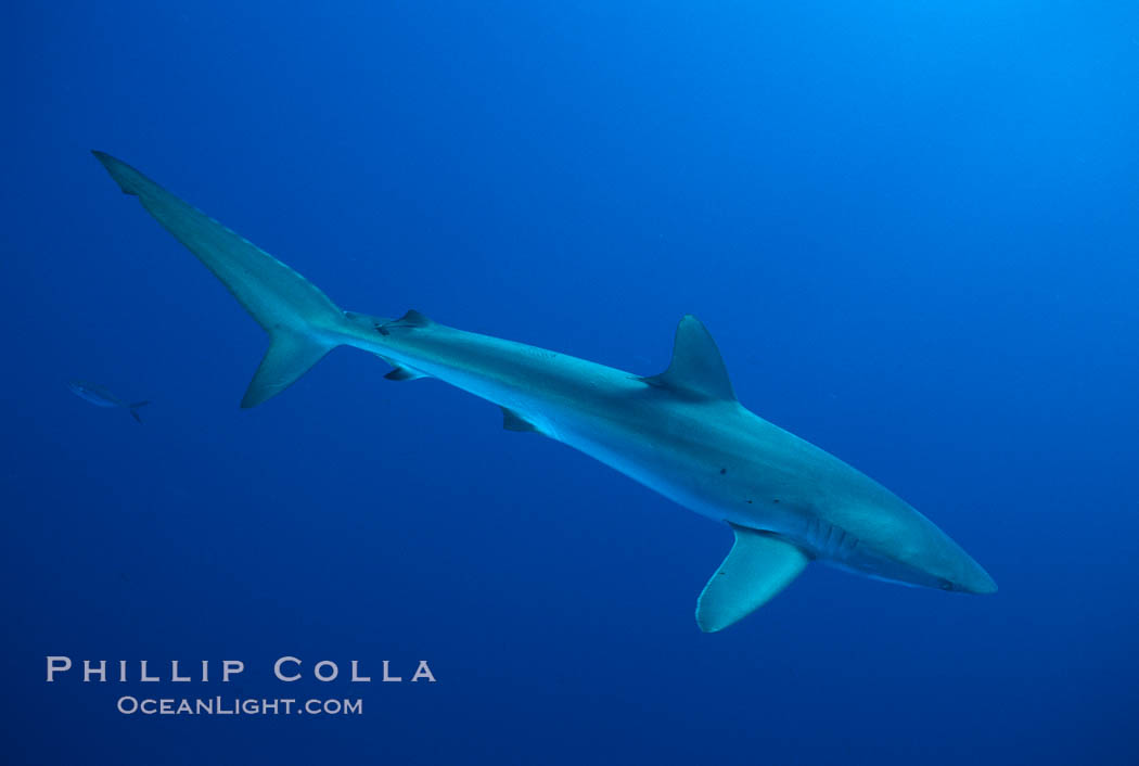 Silky shark. Socorro Island (Islas Revillagigedos), Baja California, Mexico, Carcharhinus falciformis, natural history stock photograph, photo id 06113