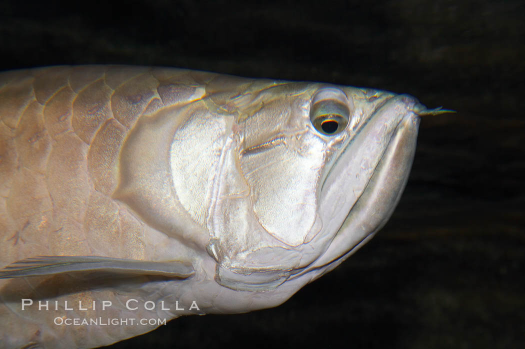 Silver arowana., Osteoglossum bicirrhosum, natural history stock photograph, photo id 14706