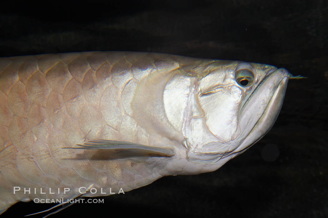 Silver arowana., Osteoglossum bicirrhosum, natural history stock photograph, photo id 14708