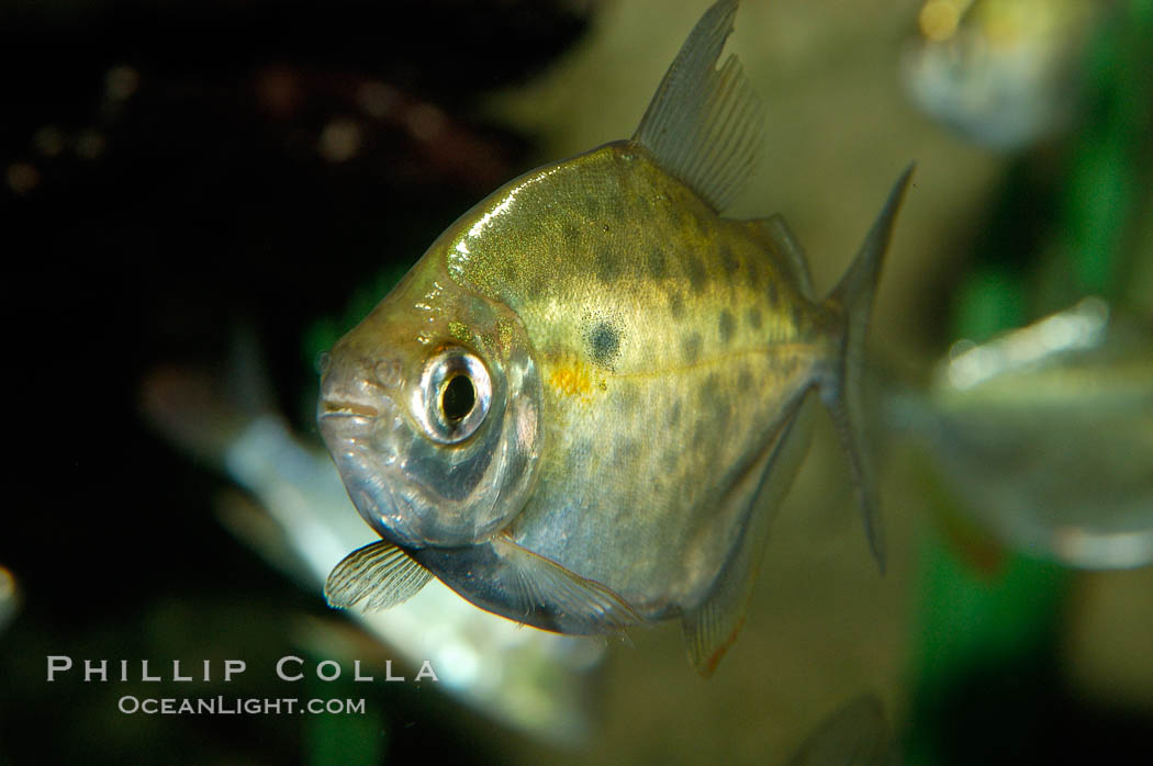 Silver dollar, a freshwater fish native to the Amazon and Paraguay river basins of South America., Metynnis hypsauchen, natural history stock photograph, photo id 09330