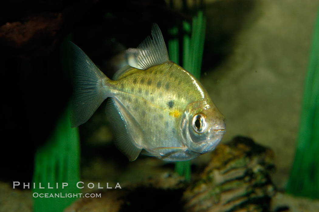 Silver dollar, a freshwater fish native to the Amazon and Paraguay river basins of South America., Metynnis hypsauchen, natural history stock photograph, photo id 09334