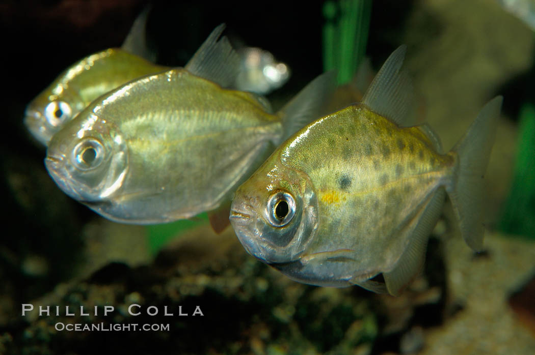 Silver dollar, a freshwater fish native to the Amazon and Paraguay river basins of South America., Metynnis hypsauchen, natural history stock photograph, photo id 09331