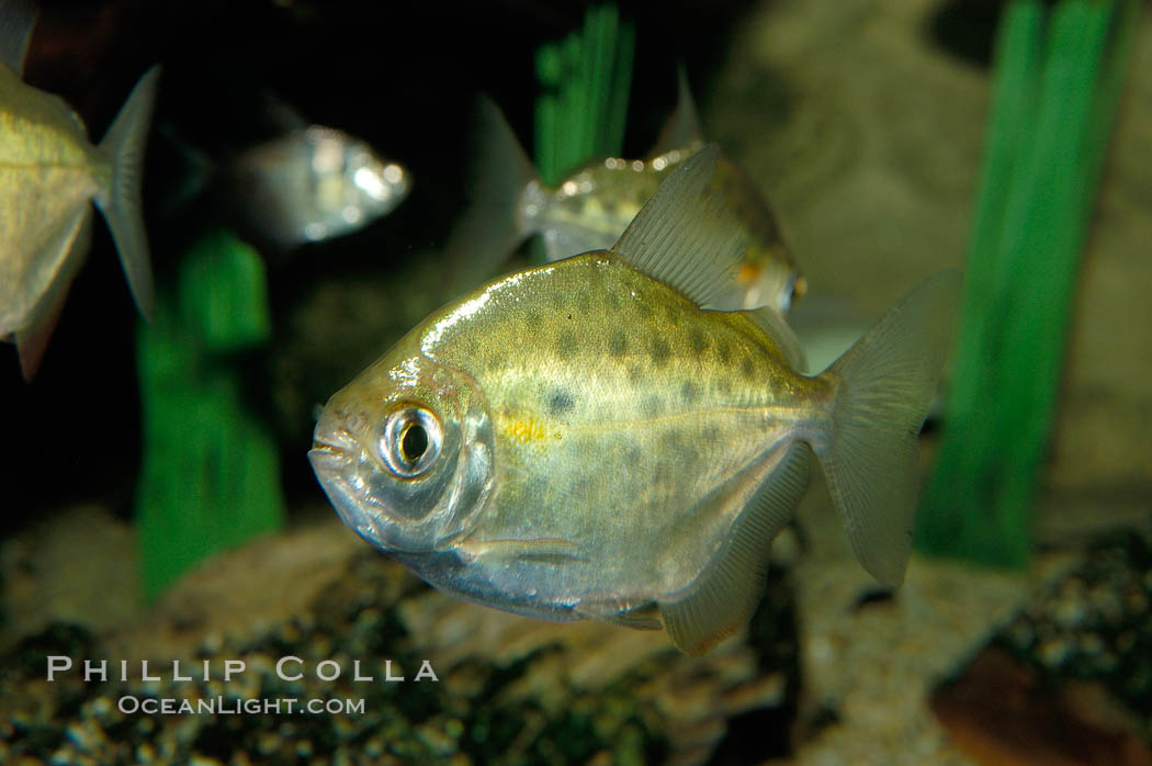 Silver dollar, a freshwater fish native to the Amazon and Paraguay river basins of South America., Metynnis hypsauchen, natural history stock photograph, photo id 09337