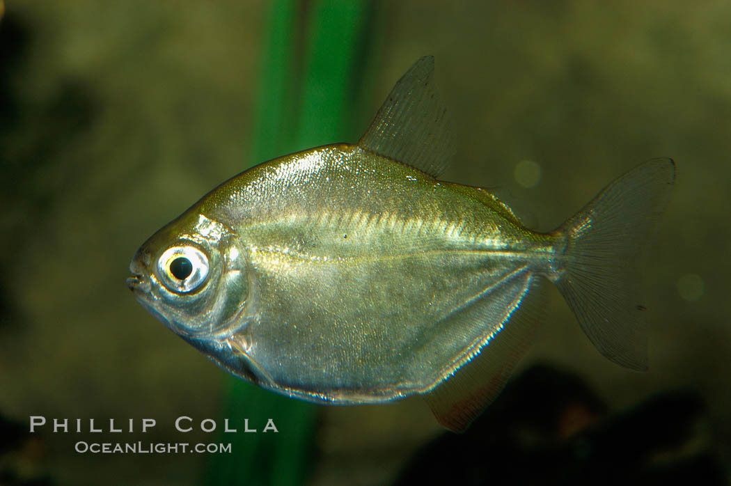Silver dollar, a freshwater fish native to the Amazon and Paraguay river basins of South America., Metynnis hypsauchen, natural history stock photograph, photo id 09336