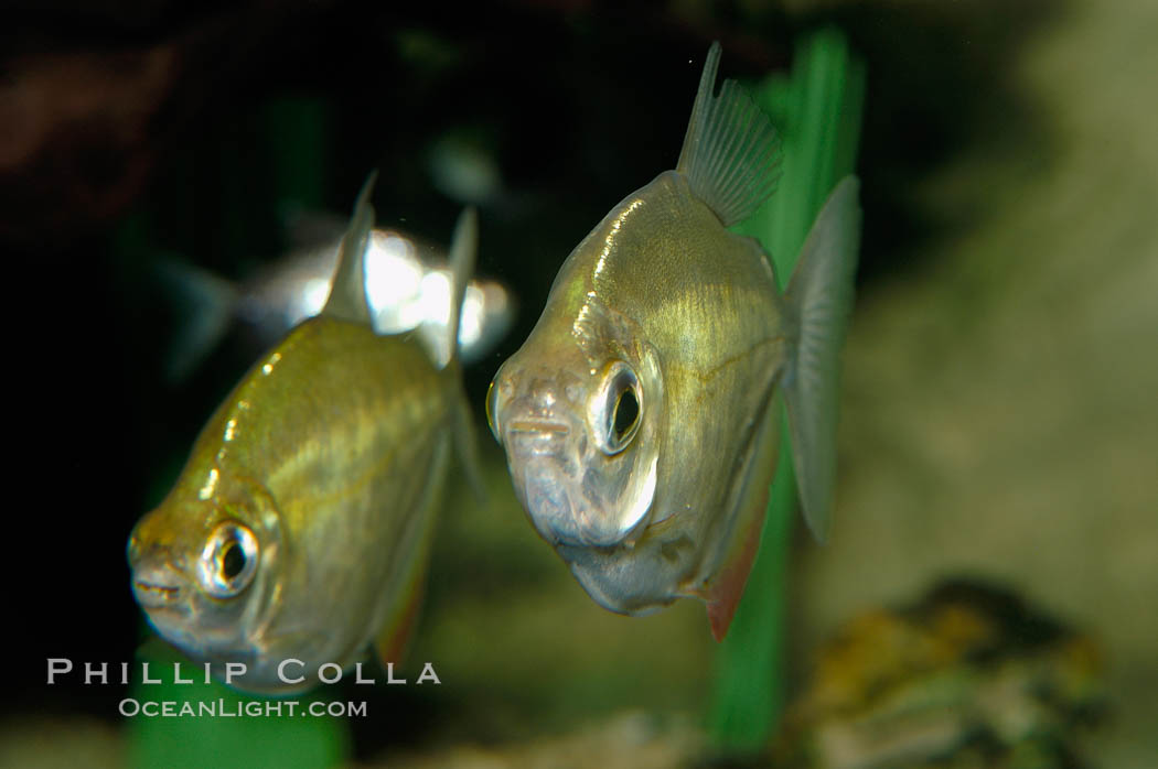 Silver dollar, a freshwater fish native to the Amazon and Paraguay river basins of South America., Metynnis hypsauchen, natural history stock photograph, photo id 09333