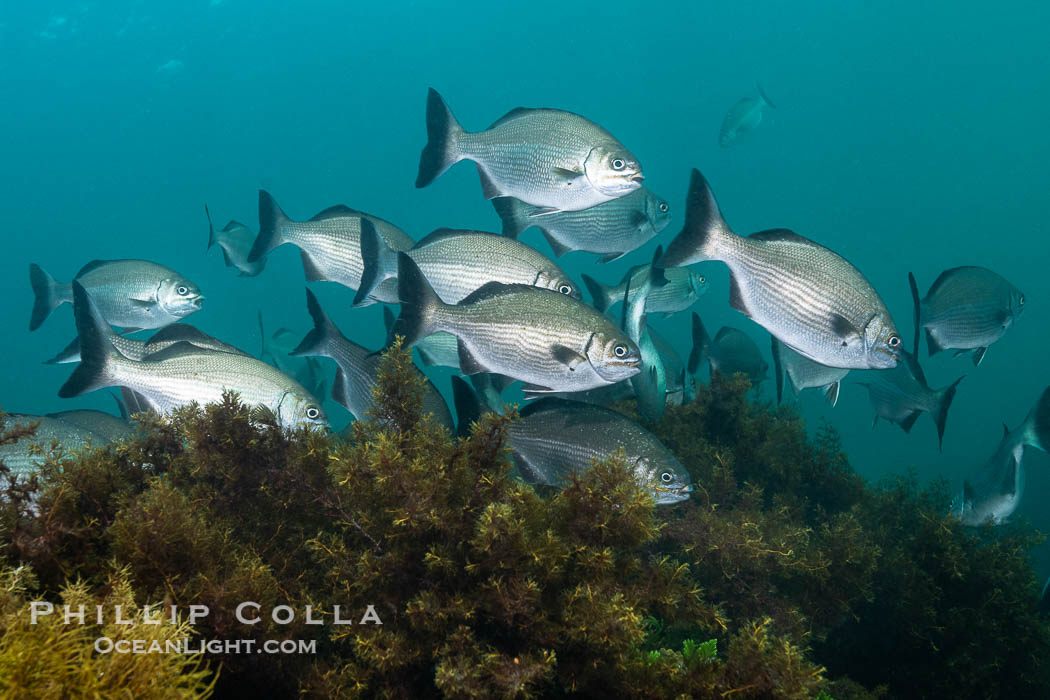 Silver Drummer, Kyphosus sydneyanus, Kangaroo Island, South Australia., Kyphosus sydneyanus, natural history stock photograph, photo id 39242