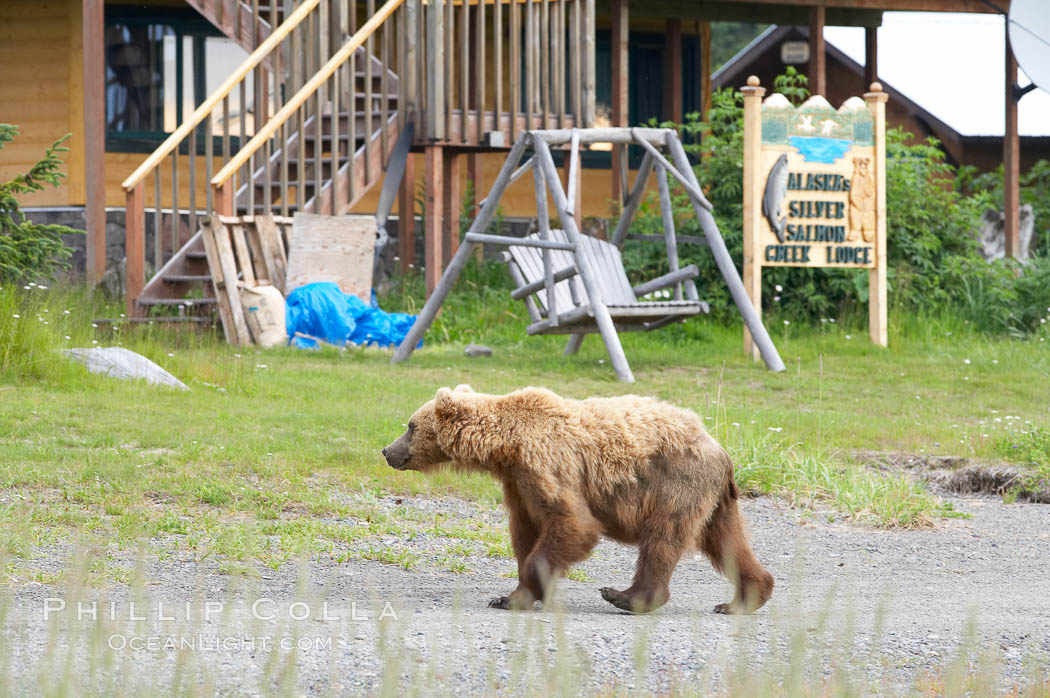 Brown bear passes by Silver Salmon Creek Lodge. Lake Clark National Park, Alaska, USA, natural history stock photograph, photo id 19074