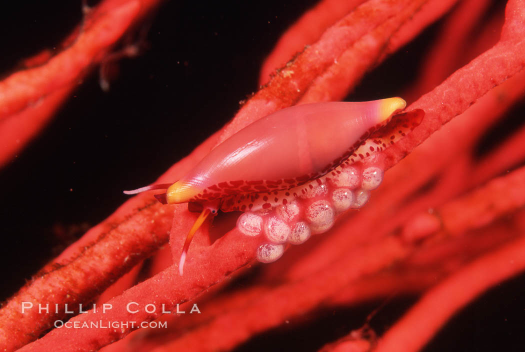 Simnia and egg cluster on gorgonian. Anacapa Island, California, USA, Delonovolva aequalis, natural history stock photograph, photo id 05386