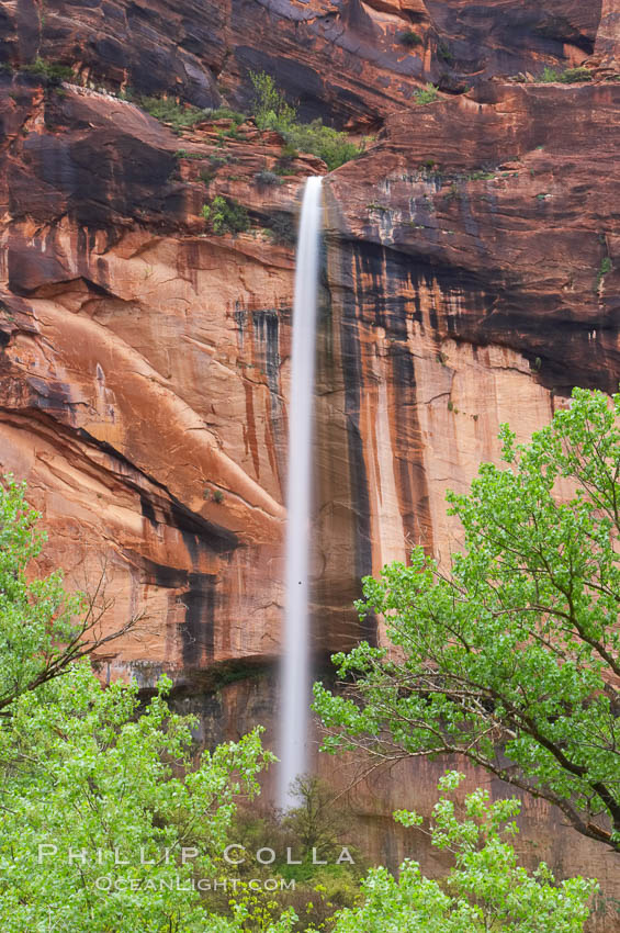 Ephemeral waterfall in Zion Canyon above Weeping Rock.  These falls last only a few hours following rain burst.  Zion Canyon. Zion National Park, Utah, USA, natural history stock photograph, photo id 12462