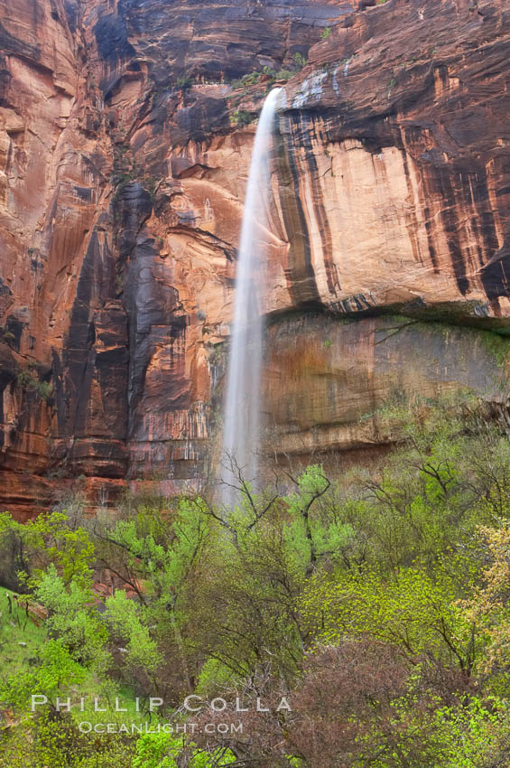 Ephemeral waterfall in Zion Canyon above Weeping Rock.  These falls last only a few hours following rain burst.  Zion Canyon. Zion National Park, Utah, USA, natural history stock photograph, photo id 12460
