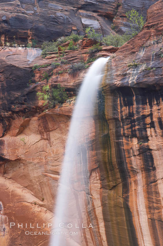 Ephemeral waterfall in Zion Canyon above Weeping Rock.  These falls last only a few hours following rain burst.  Zion Canyon. Zion National Park, Utah, USA, natural history stock photograph, photo id 12459