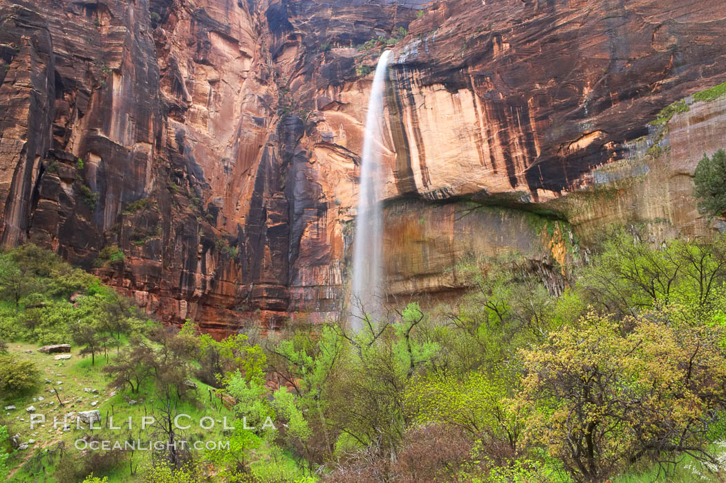 Ephemeral waterfall in Zion Canyon above Weeping Rock.  These falls last only a few hours following rain burst.  Zion Canyon. Zion National Park, Utah, USA, natural history stock photograph, photo id 12461