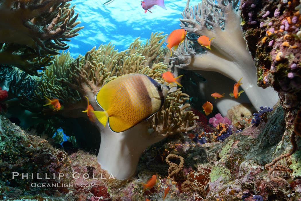 Sinularia flexibilis finger leather soft coral, Fiji. Namena Marine Reserve, Namena Island, Sinularis flexibilis, natural history stock photograph, photo id 31594
