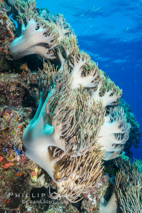 Sinularia flexibilis finger leather soft coral, Fiji. Namena Marine Reserve, Namena Island, Sinularis flexibilis, natural history stock photograph, photo id 31812