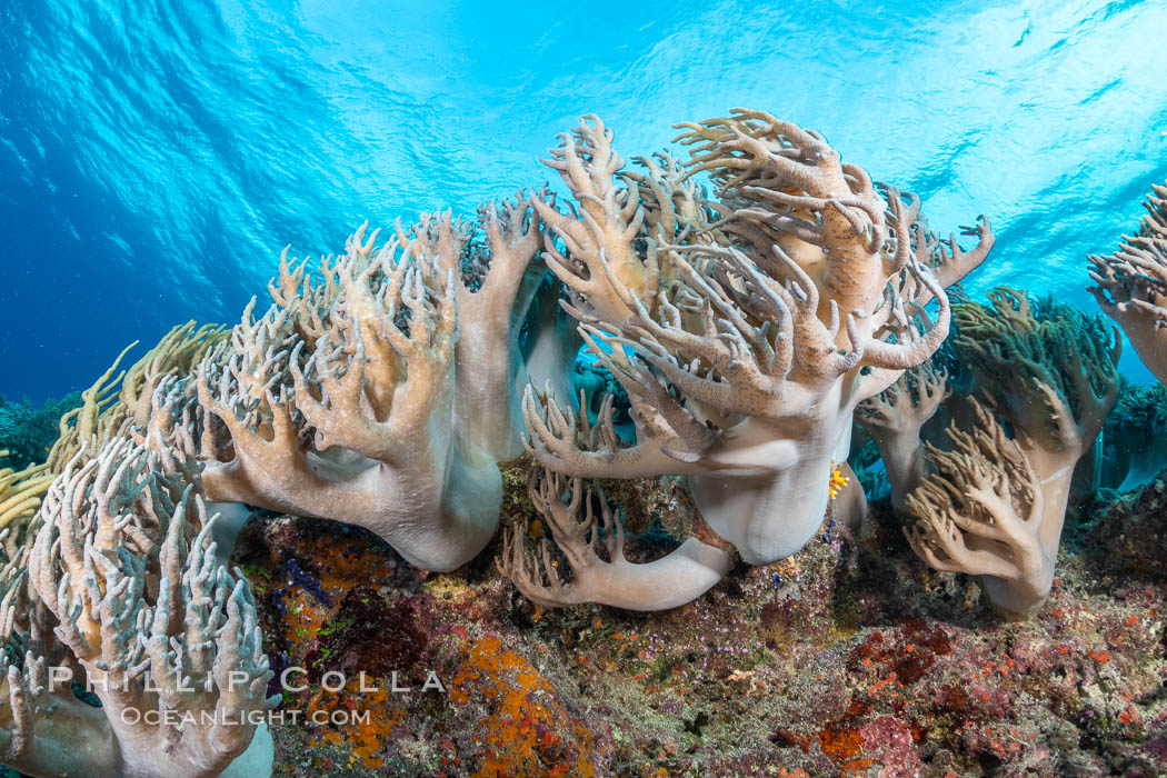 Sinularia flexibilis finger leather soft coral, Fiji. Namena Marine Reserve, Namena Island, Sinularis flexibilis, natural history stock photograph, photo id 34948