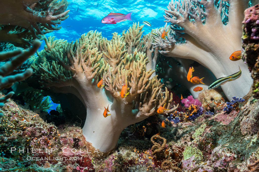 Sinularia flexibilis finger leather soft coral, Fiji. Namena Marine Reserve, Namena Island, Sinularis flexibilis, natural history stock photograph, photo id 31593