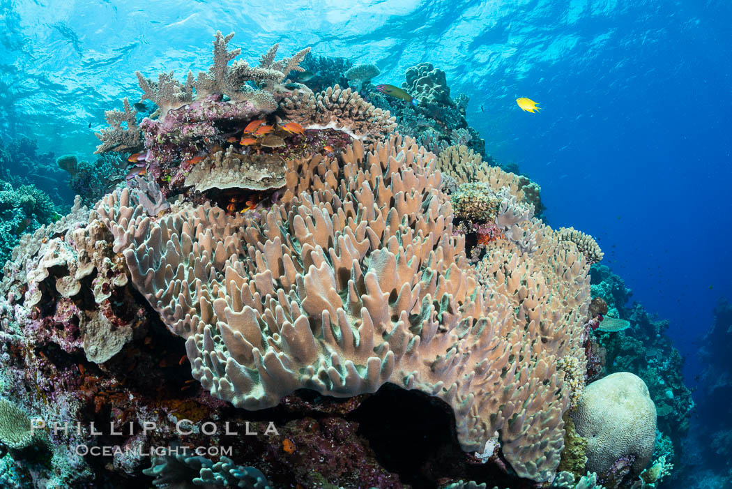 Leather coral, Sinularia sp., Fiji. Vatu I Ra Passage, Bligh Waters, Viti Levu  Island, Sinularia, natural history stock photograph, photo id 31463