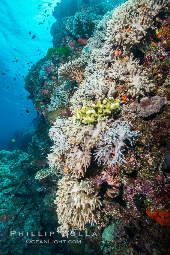 Leather coral, Sinularia sp., Fiji. Vatu I Ra Passage, Bligh Waters, Viti Levu  Island, Sinularia, natural history stock photograph, photo id 31657