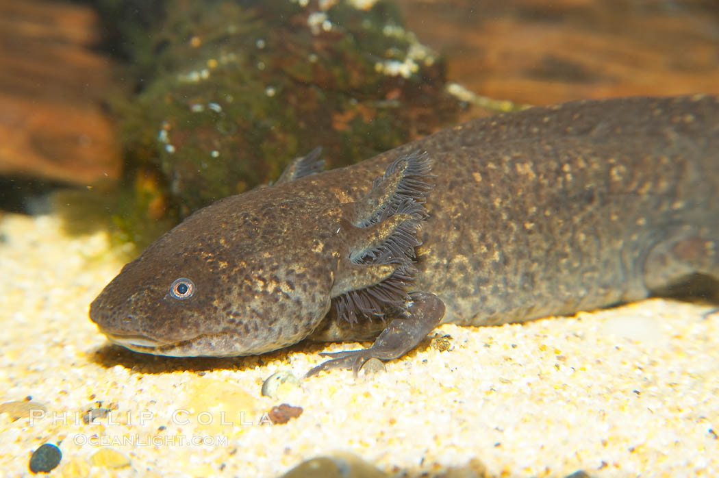 Lesser siren, a large amphibian with external gills, can also obtain oxygen by gulping air into its lungs, an adaptation that allows it to survive periods of drought.  It is native to the southeastern United States., Siren intermedia, natural history stock photograph, photo id 13981