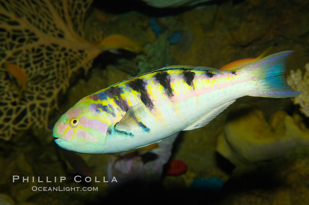 Sixbar wrasse., Thalassoma hardwicke, natural history stock photograph, photo id 12934