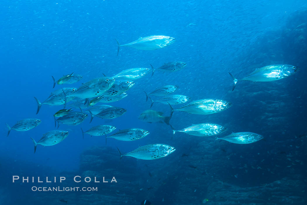 Skipjack tuna, Los Islotes, Sea of Cortez, Baja California, Mexico., natural history stock photograph, photo id 31277