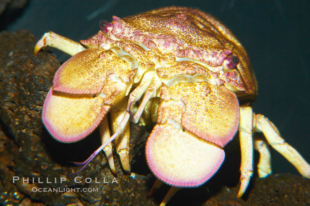 Slipper lobster., Scyllarides squamosus, natural history stock photograph, photo id 13720