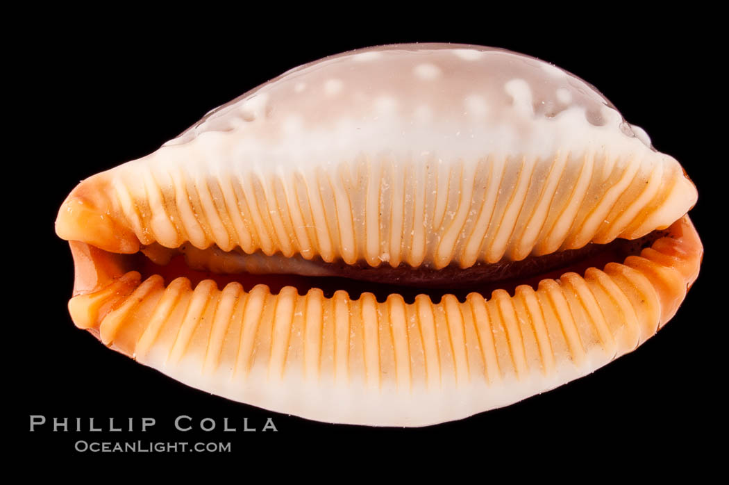 Slug-Like Cowrie., Cypraea limacina, natural history stock photograph, photo id 08594