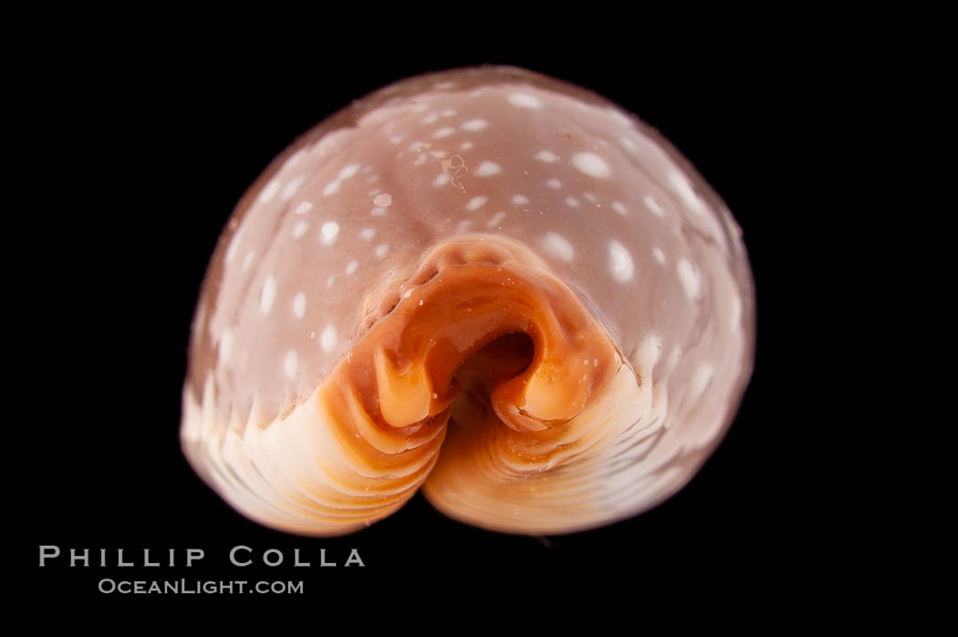 Slug-Like Cowrie., Cypraea limacina, natural history stock photograph, photo id 08596