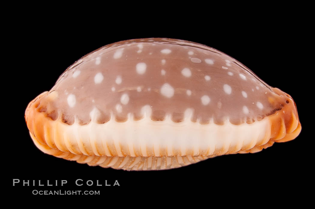 Slug-Like Cowrie., Cypraea limacina, natural history stock photograph, photo id 08595