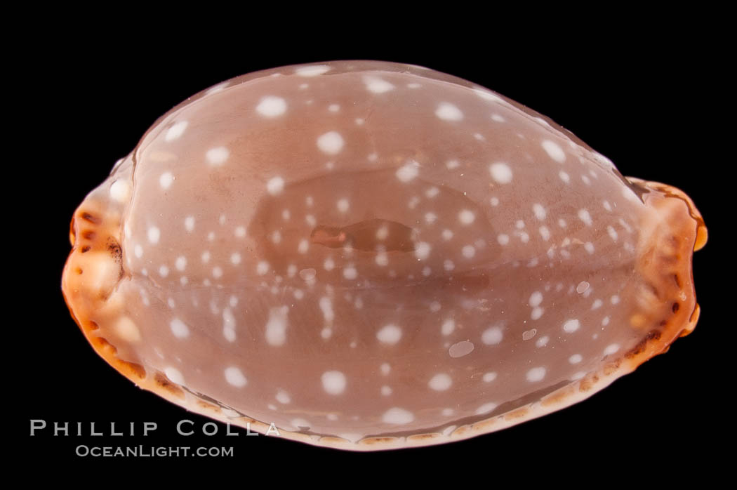 Slug-Like Cowrie., Cypraea limacina, natural history stock photograph, photo id 08593