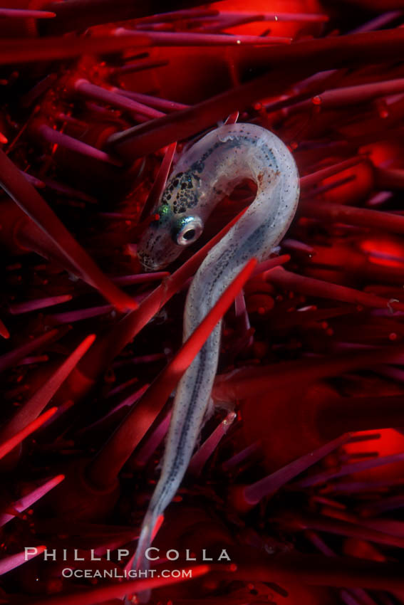 Small fish trapped in spines of unidentified urchin. San Miguel Island, California, USA, natural history stock photograph, photo id 07016