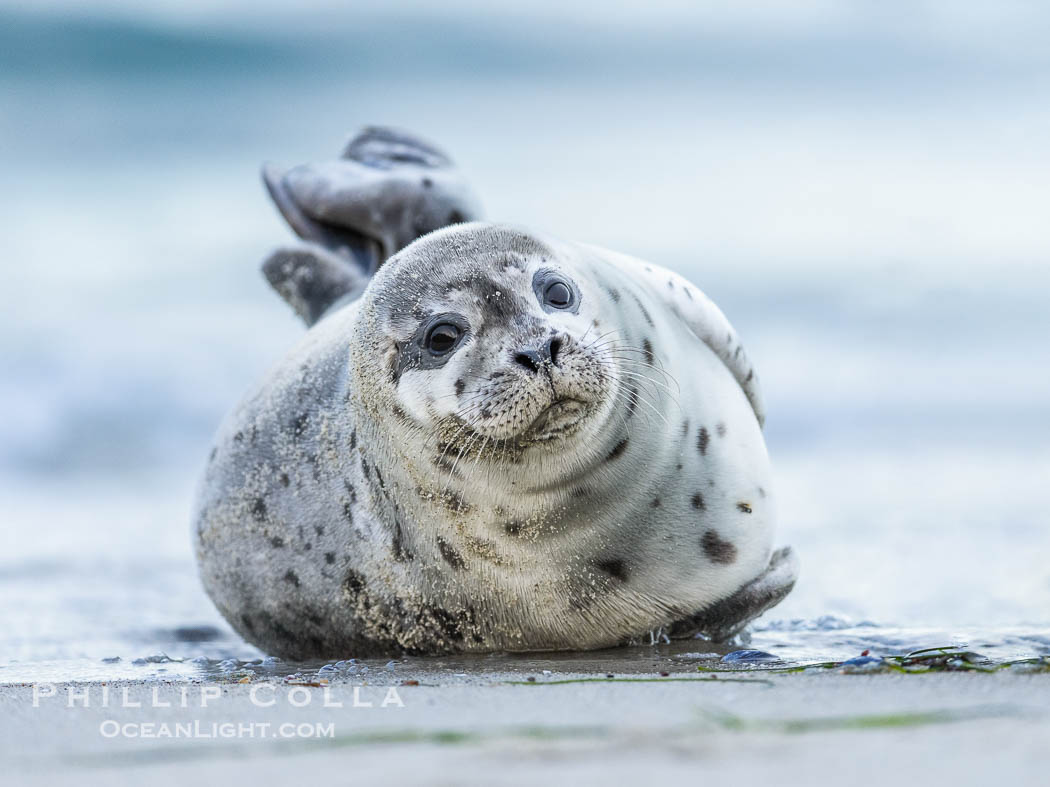 Pacific Harbor Seal Pup About Two Weeks Old, hauled out on a white sand beach along the coast of San Diego. This young seal will be weaned off its mothers milk and care when it is about four to six weeks old, and before that time it must learn how to forage for food on its own, a very difficult time for a young seal. La Jolla, California, USA, Phoca vitulina richardsi, natural history stock photograph, photo id 39086