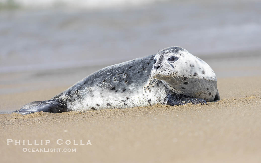 Pacific Harbor Seal Pup About Two Weeks Old, hauled out on a white sand beach along the coast of San Diego. This young seal will be weaned off its mothers milk and care when it is about four to six weeks old, and before that time it must learn how to forage for food on its own, a very difficult time for a young seal. La Jolla, California, USA, Phoca vitulina richardsi, natural history stock photograph, photo id 39096