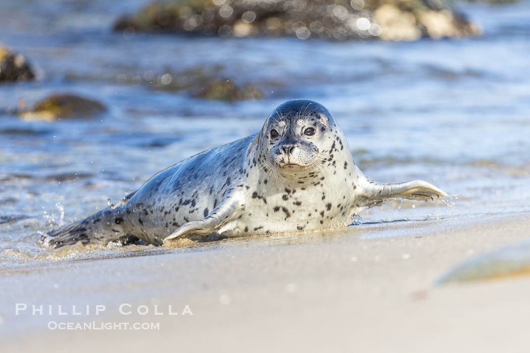 Pacific Harbor Seal Pup About Two Weeks Old, hauled out on a white sand beach along the coast of San Diego. This young seal will be weaned off its mothers milk and care when it is about four to six weeks old, and before that time it must learn how to forage for food on its own, a very difficult time for a young seal. La Jolla, California, USA, Phoca vitulina richardsi, natural history stock photograph, photo id 39103