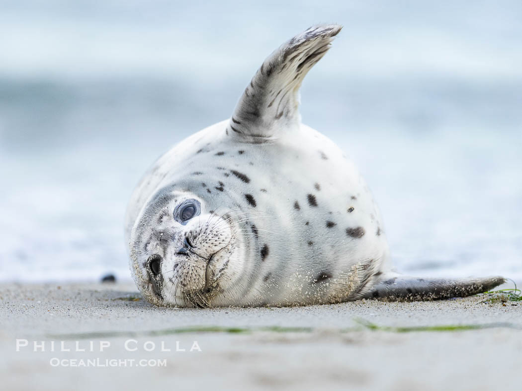 Pacific Harbor Seal Pup About Two Weeks Old, hauled out on a white sand beach along the coast of San Diego. This young seal will be weaned off its mothers milk and care when it is about four to six weeks old, and before that time it must learn how to forage for food on its own, a very difficult time for a young seal. La Jolla, California, USA, Phoca vitulina richardsi, natural history stock photograph, photo id 39085