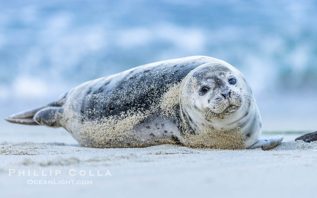 Pacific Harbor Seal Pup About Two Weeks Old, hauled out on a white sand beach along the coast of San Diego. This young seal will be weaned off its mothers milk and care when it is about four to six weeks old, and before that time it must learn how to forage for food on its own, a very difficult time for a young seal. La Jolla, California, USA, Phoca vitulina richardsi, natural history stock photograph, photo id 39089