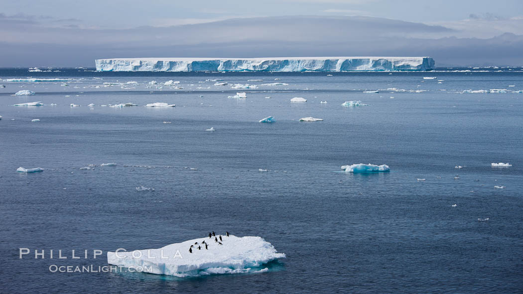 Small ice floe with penguins, with a large tabular iceberg in the distance, Antarctic Sound. Antarctic Peninsula, Antarctica, natural history stock photograph, photo id 24807