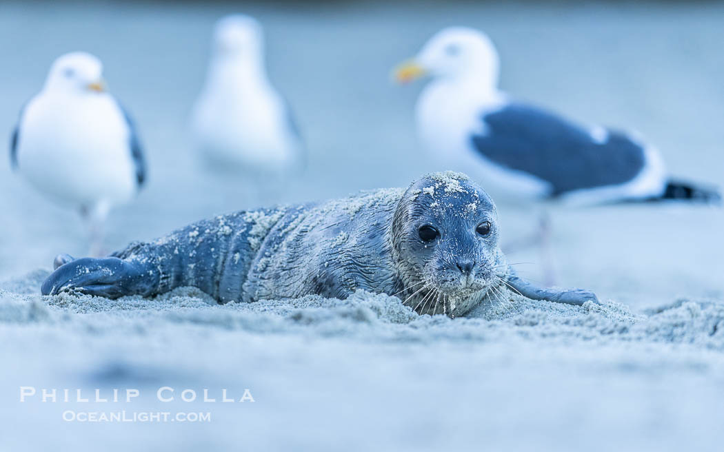 A small harbor seal pup only a few hours old, resting on a sand beach in San Diego between episodes of nursing on its mother. La Jolla, California, USA, Phoca vitulina richardsi, natural history stock photograph, photo id 40219