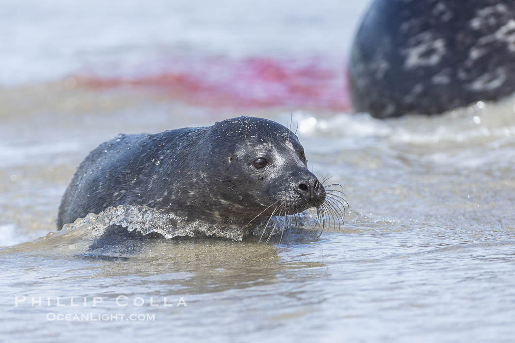 A small harbor seal pup only a few hours old, blood from the placenta is visible washing down the beach in the background. La Jolla, California, USA, Phoca vitulina richardsi, natural history stock photograph, photo id 40227