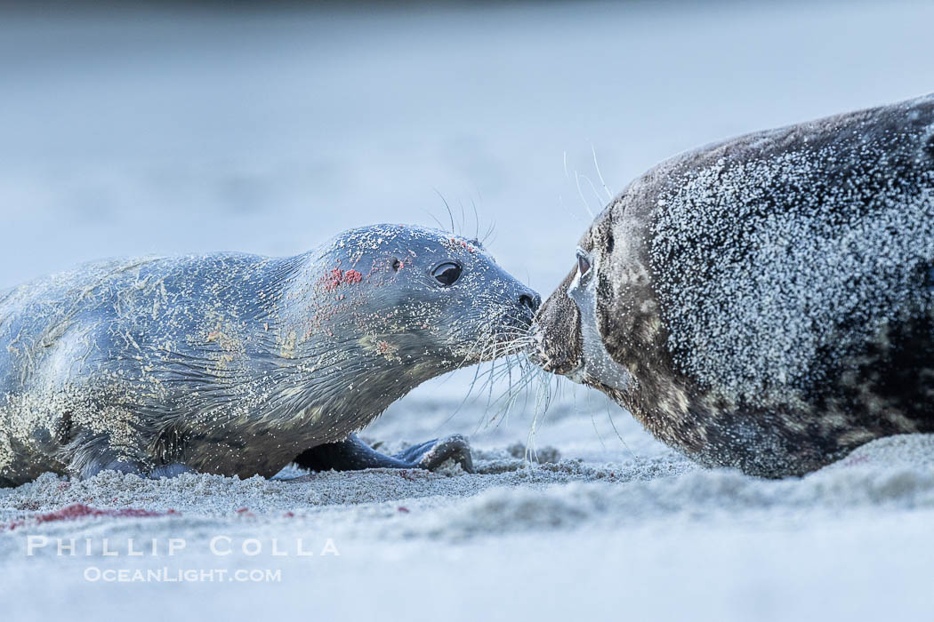 A small harbor seal pup only a few hours old, resting on a sand beach in San Diego between episodes of nursing on its mother. La Jolla, California, USA, Phoca vitulina richardsi, natural history stock photograph, photo id 40217
