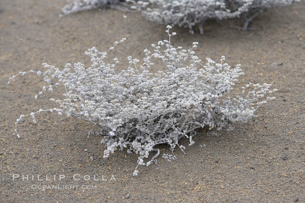 Small plants have adapted to the arid condition in the Galapagos.  Bartolome Island. Galapagos Islands, Ecuador, natural history stock photograph, photo id 16650