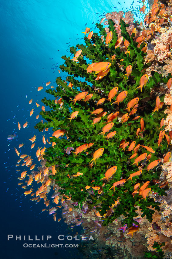 Small Reef Fishes School Next to Fijian Coral Reef., Tubastrea micrantha, natural history stock photograph, photo id 41046