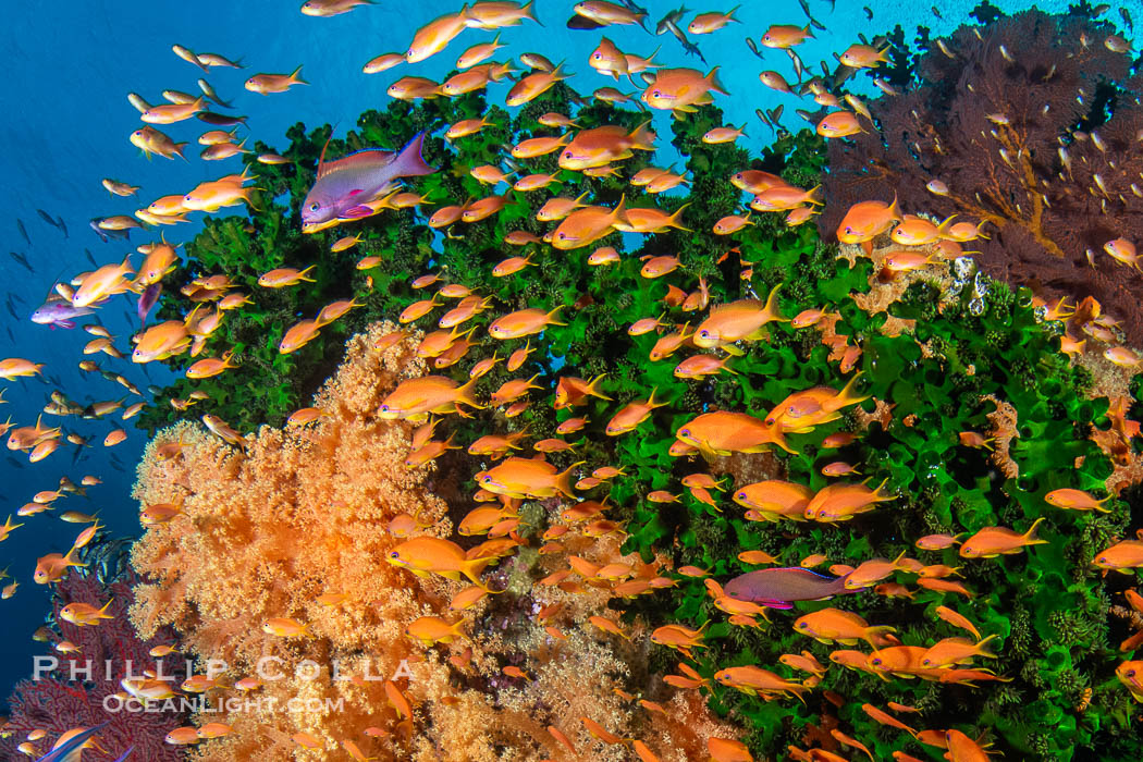 Small Reef Fishes School Next to Fijian Coral Reef. Vatu I Ra Passage, Bligh Waters, Viti Levu Island, natural history stock photograph, photo id 41070