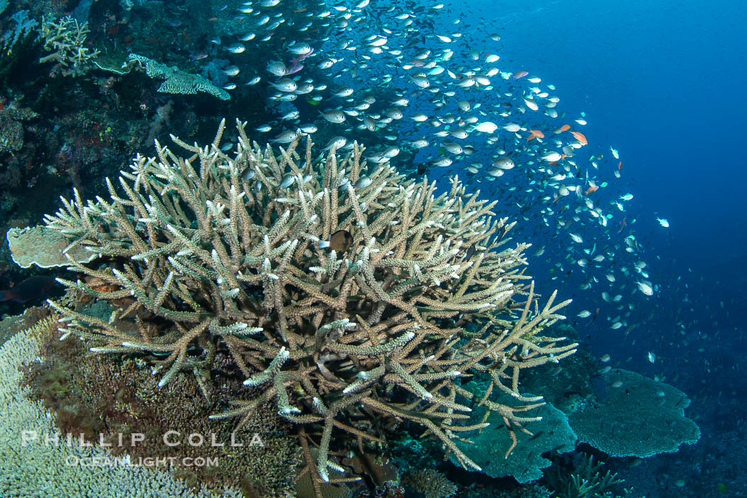 Small Reef Fishes School Next to Fijian Coral Reef., natural history stock photograph, photo id 41110