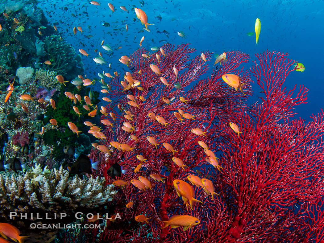 Small Reef Fishes School Next to Fijian Coral Reef., natural history stock photograph, photo id 41108