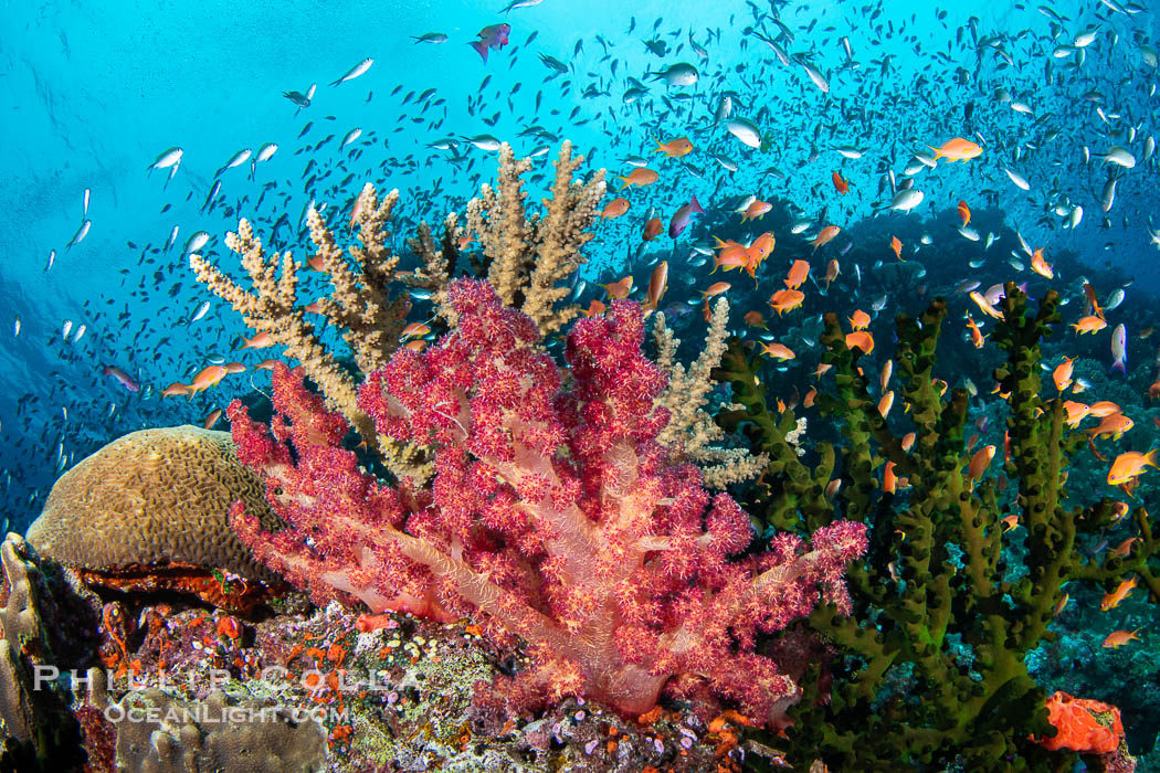 Small Reef Fishes School Next to Fijian Coral Reef., natural history stock photograph, photo id 41152