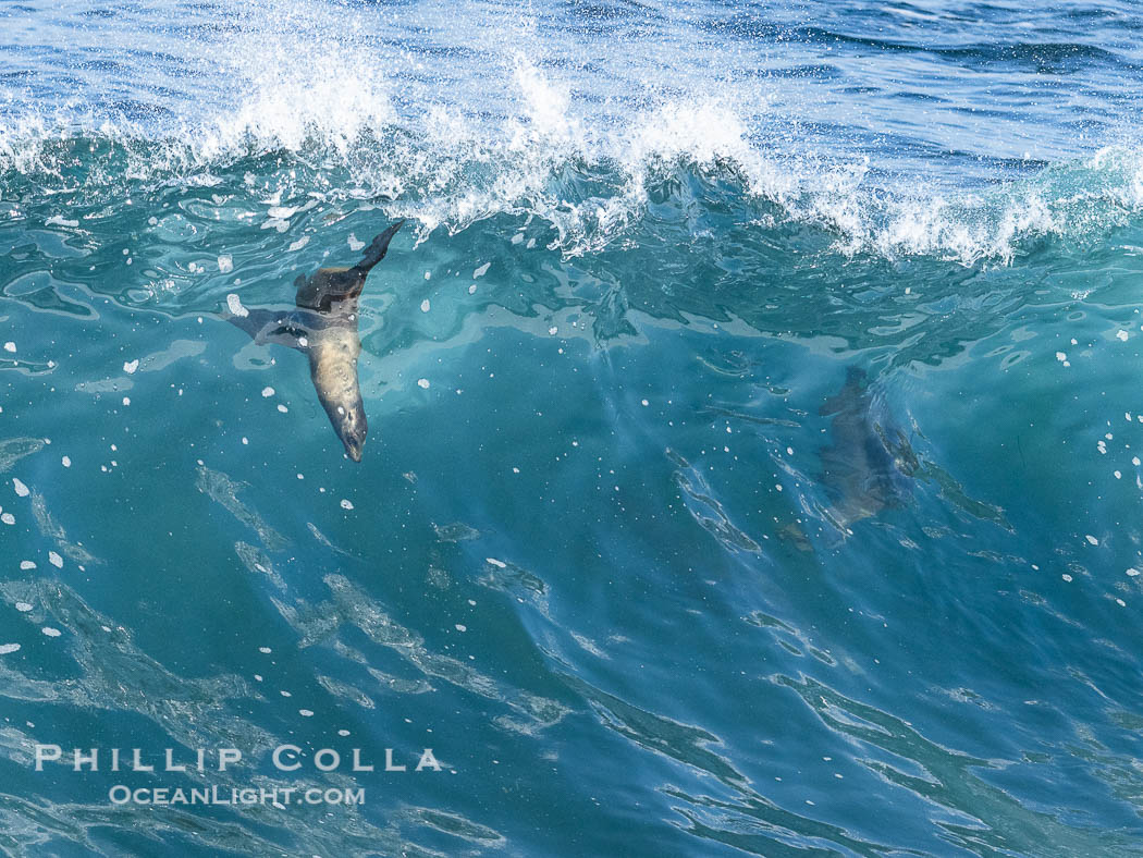 A small sea lion pup takes off on a huge wave, bodysurfing, Boomer Beach, La Jolla. California, USA, natural history stock photograph, photo id 39001