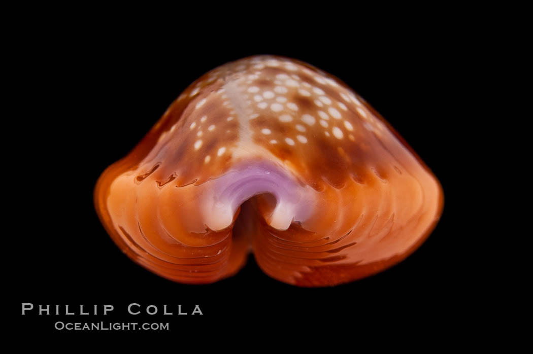 Small Silvery Honey Cowrie., Cypraea helvola argella, natural history stock photograph, photo id 08624