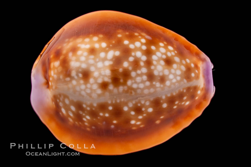 Small Silvery Honey Cowrie., Cypraea helvola argella, natural history stock photograph, photo id 08621